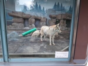 天王寺動物園のオオカミ