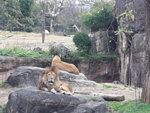 天王寺動物園のライオン