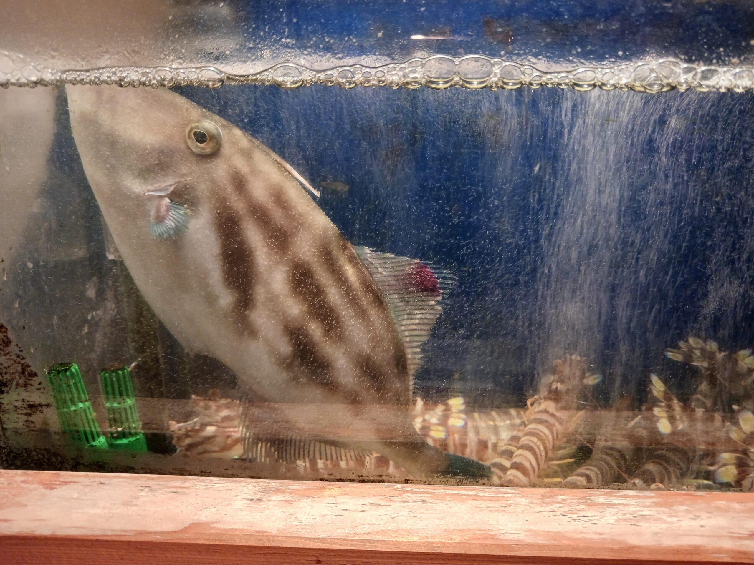 本等鮨海馬：店内の水槽にいた魚